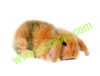 Conejo Belier Angora Arlequin